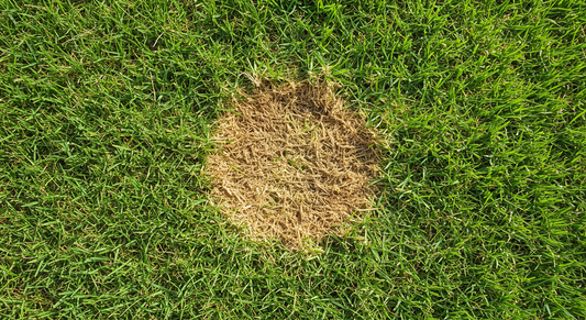 What Are These Brown Spots in My Lawn? A Diagnostic Guide