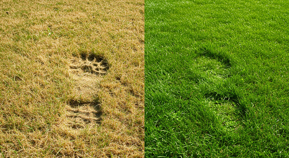 5 Common Summer Lawn Problems and How to Fix Them