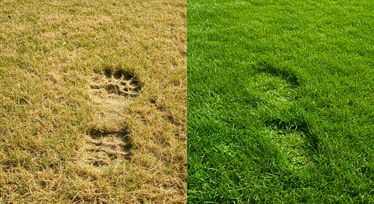 5 Common Summer Lawn Problems and How to Fix Them