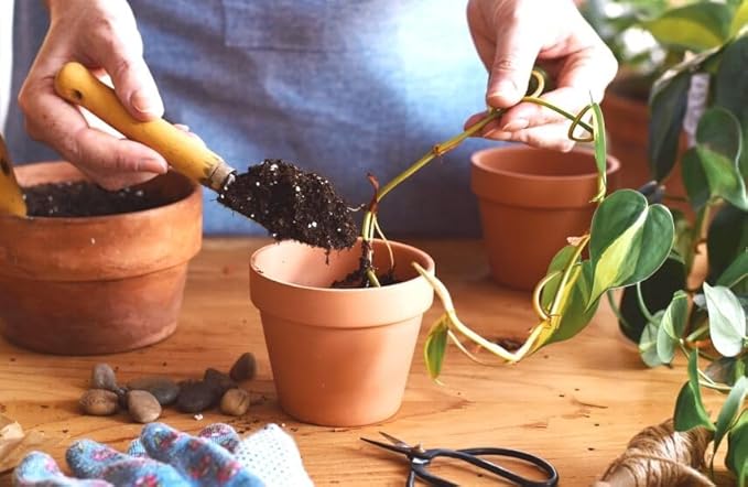 Premium Epipremnum Plant Soil Mix by Gardenera - Stimulate Growth and Elevate Foliage Beauty with Nourishing Formula - 5 Quart