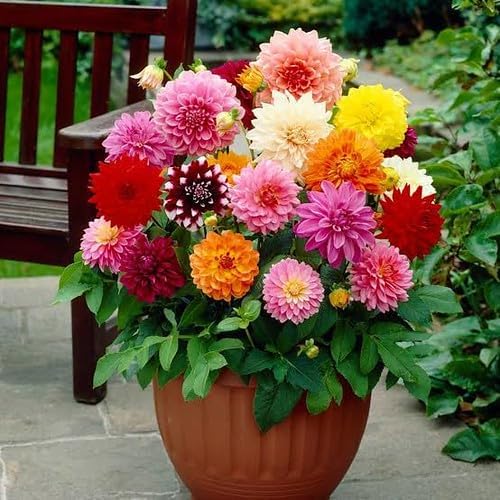 Gardenera Premium Dahlia Potting Soil Mix - Ideal for Growing Vibrant and Healthy Dahlias - 1 Quart