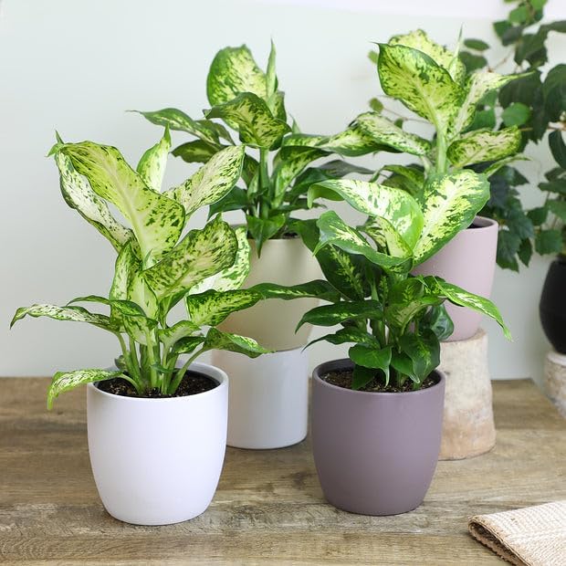 Gardenera Premium DIEFFENBACHIA Potting Soil Mix - Ideal for Growing Robust and Healthy Dieffenbachia - 1 Quart