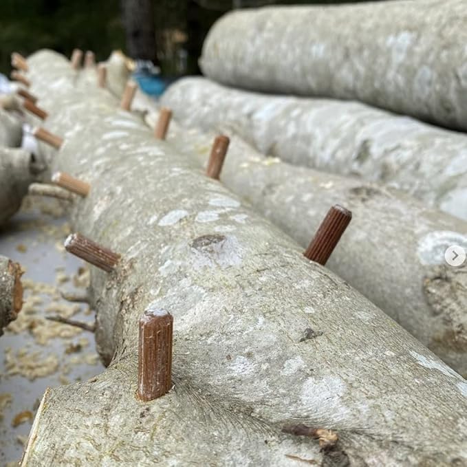 North Spore Organic Shiitake Outdoor Mushroom Log Growing Kit | Includes 100 ct. Bag of Plug Spawn | Complete Log Starter Kit with Instructions | Handmade in Maine, USA