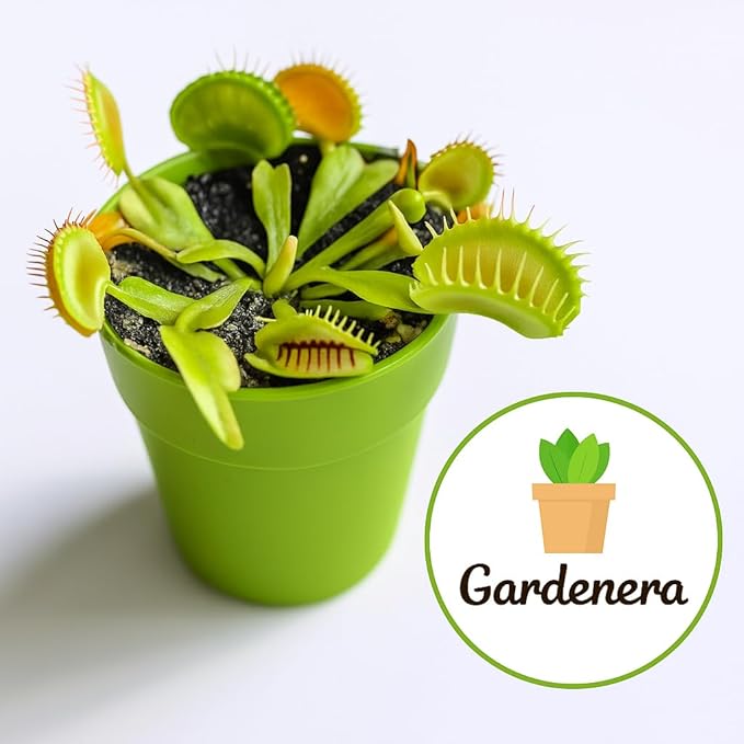 Gardenera Professional Carnivorous Plant Soil - Ready to Use for Venus Flytraps, Sundews, Pitcher Plants, Butterworts | Peat Moss, Coco Coir, Perlite - 4 Quart Bag