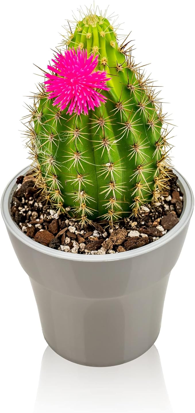 Gardenera Professional Succulent Soil Premium All Purpose Blend | Pre-Mixed Ready to Use for Cactus and Succulents | Sphagnum Peat Moss, Perlite, New Zealand Pine Bark - Made in USA - 5 Quart