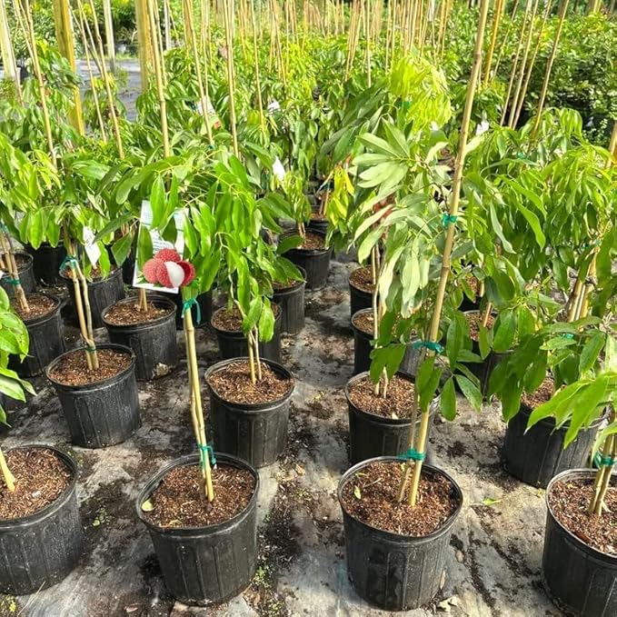 GARDENERA Premium Lychee Potting Soil Mix - Perfect Balance of Nutrients, Drainage, and Aeration for Thriving Lychee Trees - 1 Quart