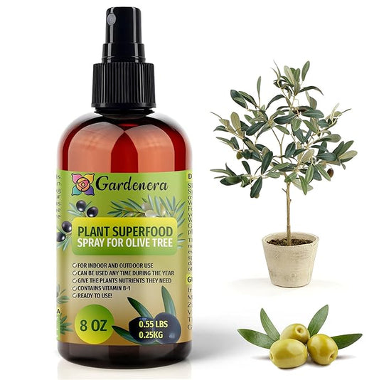 ππππππππππ Plant Superfood for Olive Tree with B1 Vitamin, Glucose and Essential Minerals - Organic Plant Food Fertilizer for Indoor & Outdoor Olive Trees - 8oz