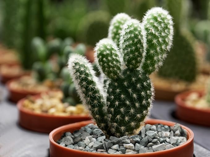 2lb Succulents and Cactus Green Zeolite, Décor & Additive Rocks, Natural Decorative Gravel for Bonsai, Fairy Gardening, DIY Projects, Vases Fillers, Terrarium