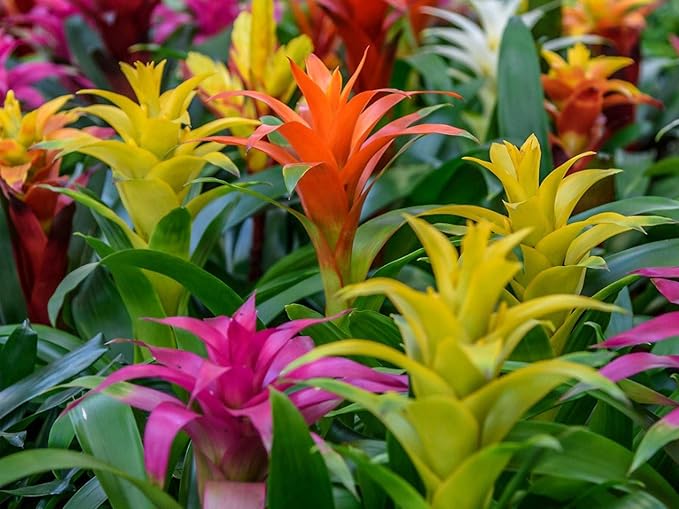Premium Bromeliad Potting Soil by Gardenera - Unlock The Full Potential of Your Bromeliads - 5 QUARTS