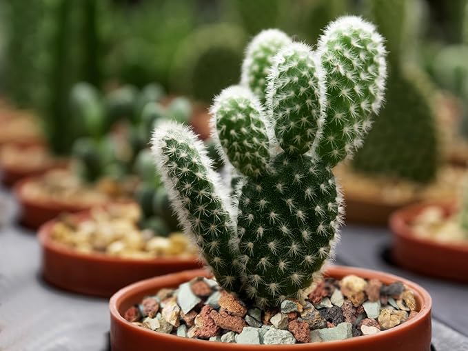 2lb Bonsai Succulent and Cactus Soil Boniosz Gritty Mix Rocks Faster Draining Optimized PH No Root Rot