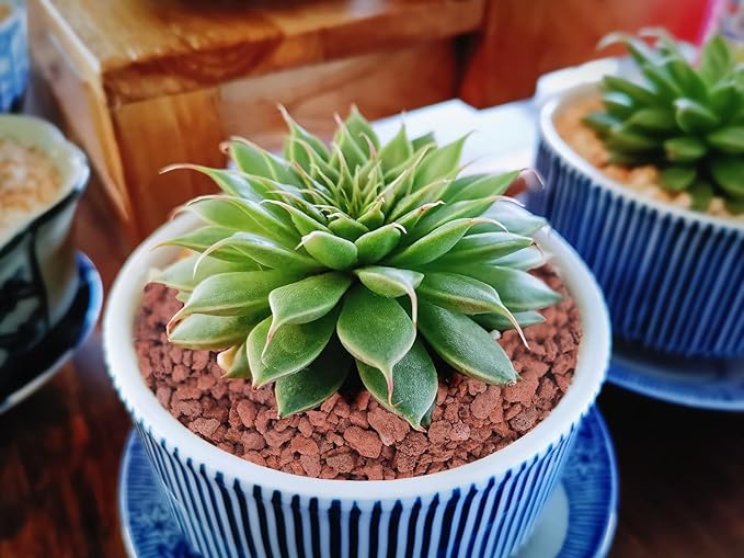 2lb Red Horticultural Lava Rock Soil Additive for Cacti, Vase Fillers, Succulents and Terrarium Plants - No Dyes or Chemicals - 100% Pure Volcanic Rock