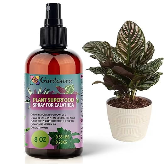 ππππππππππ Plant Superfood for CALATHEA Plants with B1 Vitamin, Glucose and Essential Minerals - Organic Plant Food Fertilizer for Indoor & Outdoor CALATHEA Plant Care - 8oz