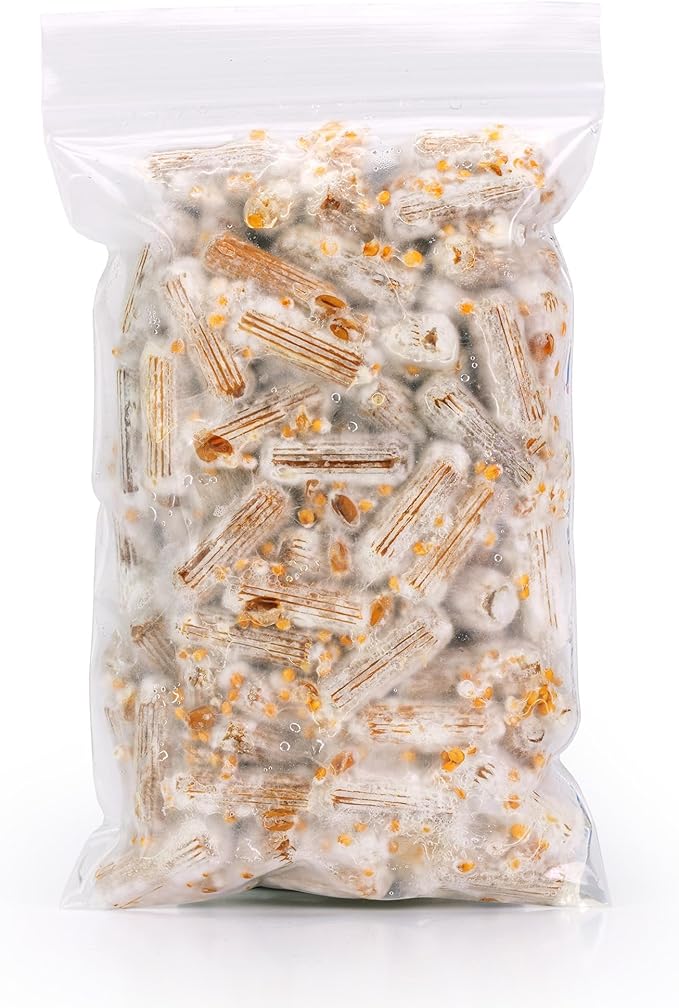 North Spore Organic Golden Oyster (100 ct) Mushroom Plugs for Logs | Premium Quality Mushroom Plug Spawn | Handmade in Maine, USA | Grow Gourmet Mushrooms Outdoors on Logs | Pleurotus citrinopileatus