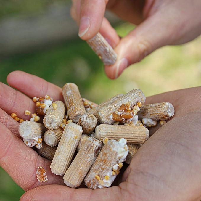 North Spore Organic Golden Oyster (100 ct) Mushroom Plugs for Logs | Premium Quality Mushroom Plug Spawn | Handmade in Maine, USA | Grow Gourmet Mushrooms Outdoors on Logs | Pleurotus citrinopileatus