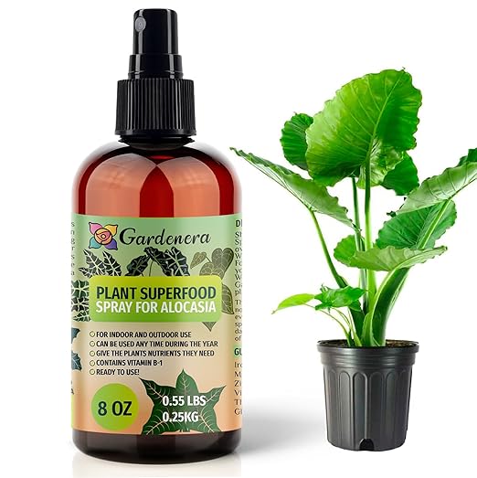 ππππππππππ Plant Superfood for ALOCASIA Plants with B1 Vitamin, Glucose and Essential Minerals - Organic Plant Food Fertilizer for Indoor & Outdoor ALOCASIA Plant Care - 8oz