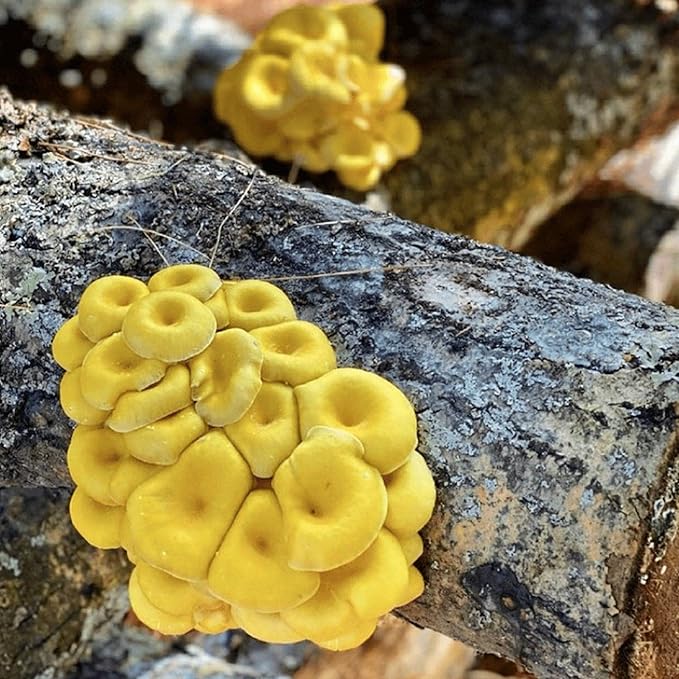 North Spore Organic Golden Oyster (100 ct) Mushroom Plugs for Logs | Premium Quality Mushroom Plug Spawn | Handmade in Maine, USA | Grow Gourmet Mushrooms Outdoors on Logs | Pleurotus citrinopileatus
