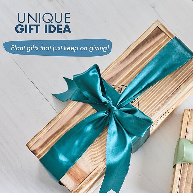 Garden Republic Medium Bonsai Tree Kit, Grow 3 Mini Bonsai Trees, Indoor Plant Growing - Starter Kit with Seeds, Soil, Planters & Shears, Gardening Gifts