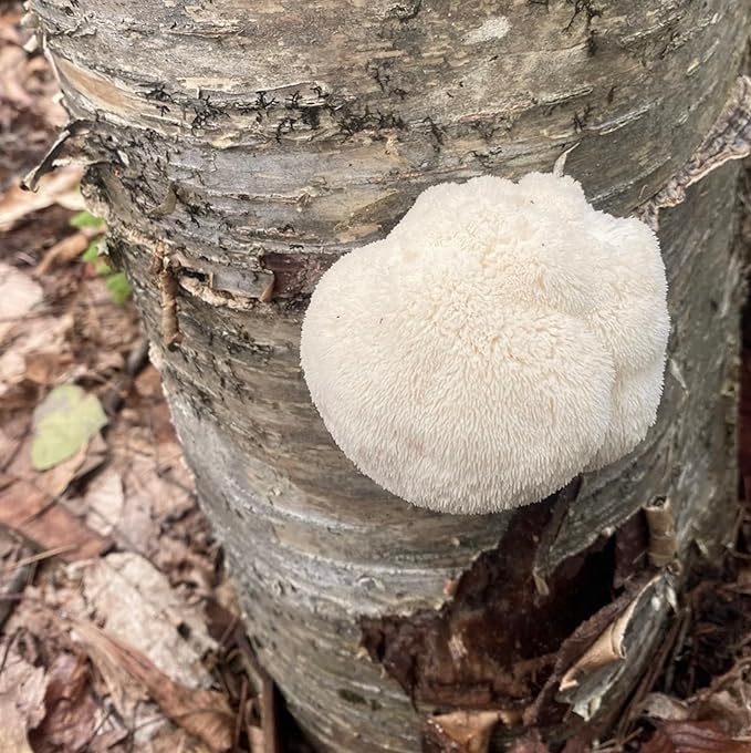 North Spore Organic Lion's Mane (100 ct) Mushroom Plugs for Logs | Premium Quality Mushroom Plug Spawn | Handmade in Maine, USA | Grow Gourmet Mushrooms Outdoors on Logs