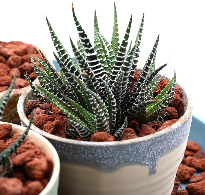 Volcanic Rock for Plants. Red Lava Rock. 1/5 Inch - 2 lbs for Potting Soil, Succulents, Pots, Plants, Gardening, Indoor, Crafting (Mini (0.2 Inch), Horticultural - RED Lava, 2)
