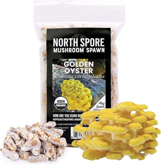 North Spore Organic Golden Oyster (100 ct) Mushroom Plugs for Logs | Premium Quality Mushroom Plug Spawn | Handmade in Maine, USA | Grow Gourmet Mushrooms Outdoors on Logs | Pleurotus citrinopileatus