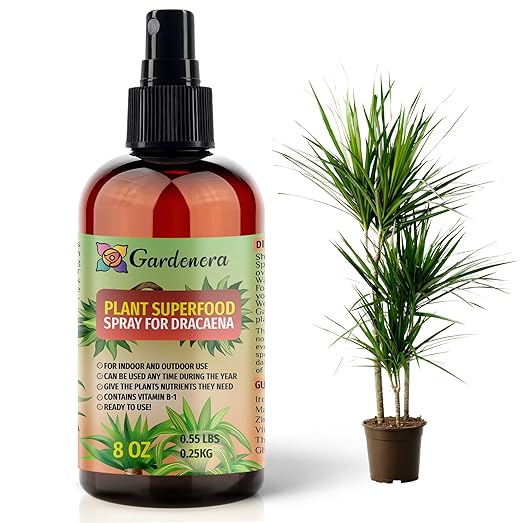 ππππππππππ Plant Superfood for Dracaena Plants with B1 Vitamin, Glucose and Essential Minerals - Organic Plant Food Fertilizer for Indoor & Outdoor Dracaena Plant Care - 8oz