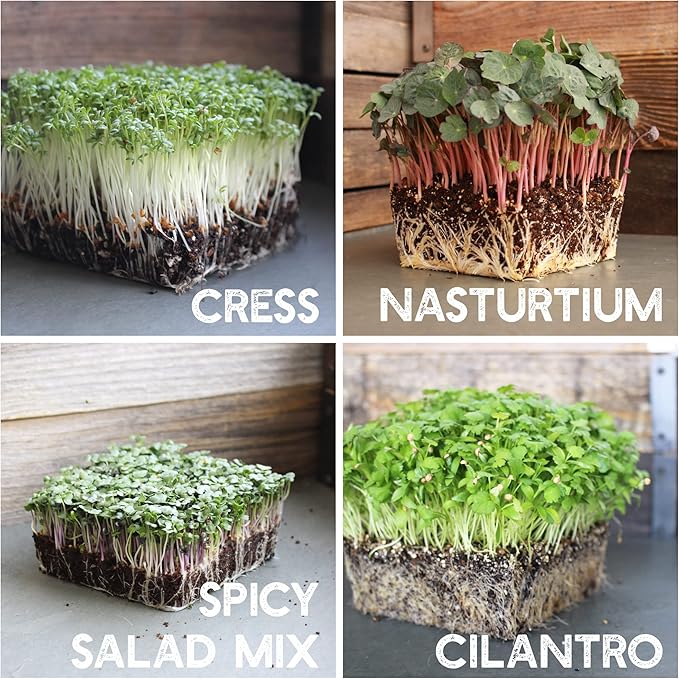 12 Variety Pack Microgreens Seeds Kit - Broccoli Seed for Sprouting Plus Purple Radish, Beet, Sunflower Microgreens, Peas, Shiso, Cilantro, Beet, Pak Choi, Korean Shiso, Cress & More