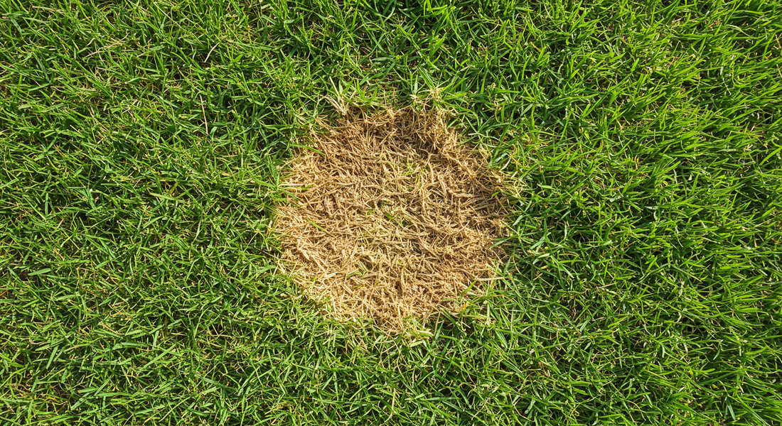 What Are These Brown Spots in My Lawn? A Diagnostic Guide