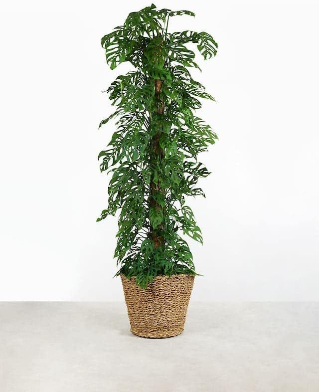 Premium Aroid Potting Mix - Soil Free Blend for Aroids - Growing Medium for House Plants by Gardenera - (3 Quart Bag)