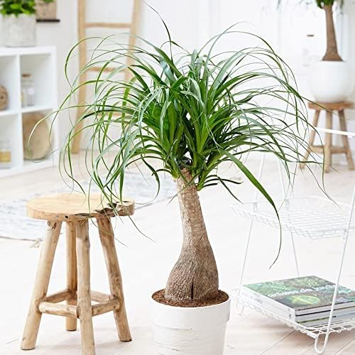 Premium Nolina Plant Soil Mix by Gardenera - Stimulate Growth and Elevate Unique Beauty with Nourishing Formula - 5 Quart