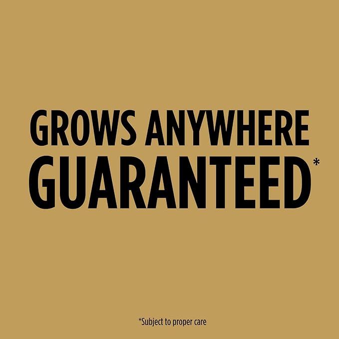 Scotts EZ Seed Dog Spot Repair Tall Fescue Lawns - 2 lb., Combination Mulch, Seed and Soil Amendment Includes Protectant and Tackifier, Neutralizes and Repairs up to 100 Dog Spots