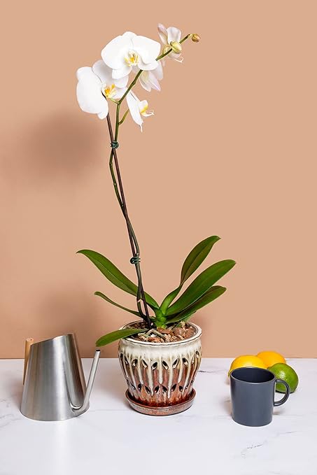 rePotme Orchid Food - Feed ME! MSU Orchid Fertilizer - RO/Rain/Tap Water (8 oz)