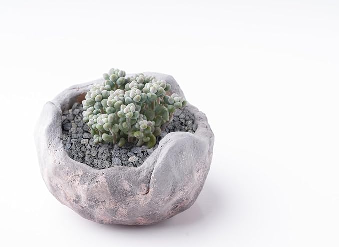 2lb Black Horticultural Lava Rock Soil Additive for Cacti, Vase Fillers, Succulents and Terrarium Plants - No Dyes or Chemicals - 100% Pure Volcanic Rock