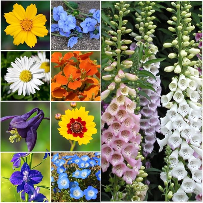Seed Needs Partial Shade Wildflower Seed Mix for Planting | 10 Packs (1 Ounce Each) 14+ Varieties Open Pollinated Annual & Perennial Species | Flower Seeds Shade Tolerant | Bulk