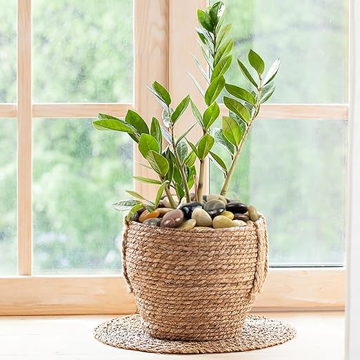 10 Pounds River Rocks for Landscaping, 2-3 inch Polished Pebbles for Indoor Plants, Decorative River Stones for Planters Vase Aquarium Rocks and Garden Rocks