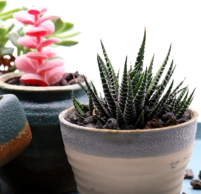 Volcanic Rock for Plants. Black Lava Rock. 1/5 Inch - 2 lbs for Potting Soil, Succulents, Pots, Plants, Indoor, Crafting, Vase Fillers (Mini (0.2 Inch), Horticultural - Black Lava, 2)