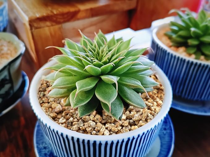 2lb Succulent and Cactus Maifanitum Stones, Décor & Additive Rocks,DIY Rocks Gravel for Bonsai, Fairy Gardening, Vases Fillers, Terrarium