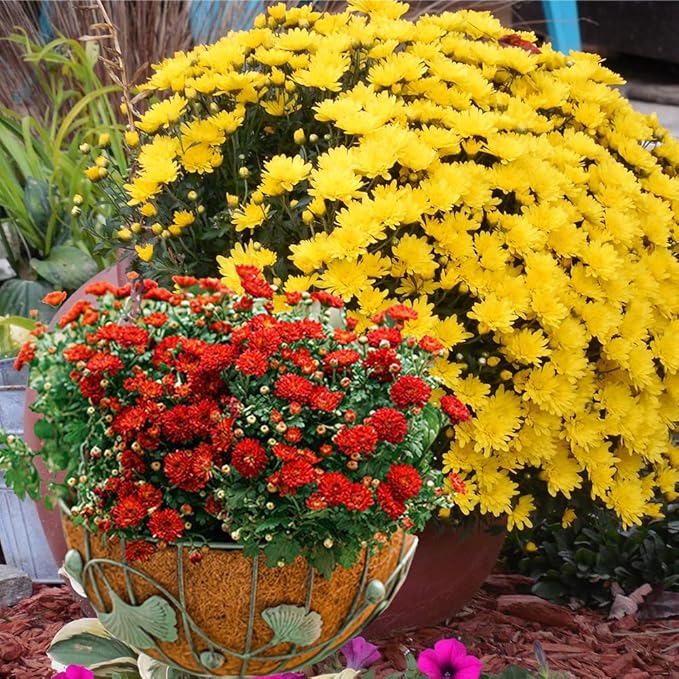 2PCS Hanging Basket Liners Coco Liner 18 Inch Round Coconut Coir Basket for Plants Replacement for Hanging Basket 100% Natural Coconut Fiber Plant Basket Liner for Garden Planter Flower Pot