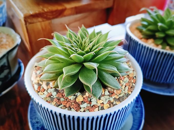 2lb Bonsai Succulent and Cactus Soil Boniosz Gritty Mix Rocks Faster Draining Optimized PH No Root Rot