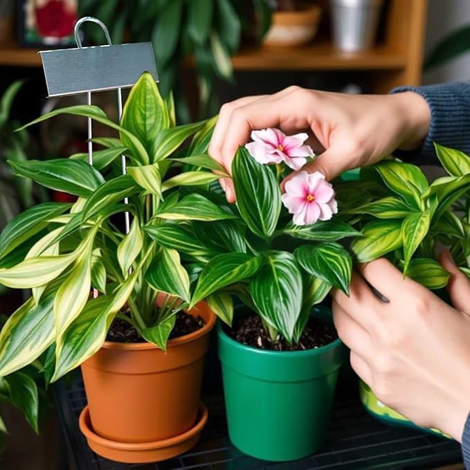 Plant Labels Metal Stainless Steel Garden Plant Markers Weatherproof Garden Stake Tag Plant Tags with Pen for Outdoor Seedling Flower Herb Vegetable Greenhouse(30 Pack) (Stainless Steel)