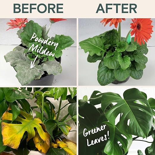 Organic Food & Fertilizer – Liquid Nutrients for Houseplants, Indoor & Outdoor Growth, House Fertilizer for Vegetables, Flowers, Monstera, Bougainvillea, Money Tree - (Organic Nutrition & Health Set)