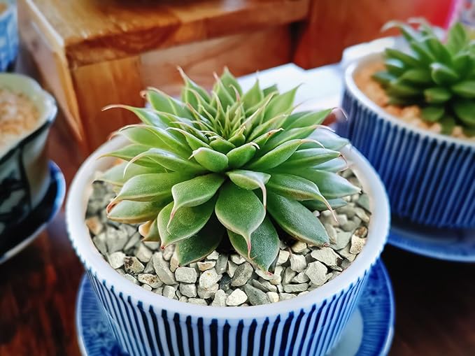 2lb Succulents and Cactus Green Zeolite, Décor & Additive Rocks, Natural Decorative Gravel for Bonsai, Fairy Gardening, DIY Projects, Vases Fillers, Terrarium