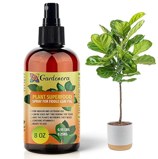 𝐁𝐄𝐒𝐓𝐒𝐄𝐋𝐋𝐄𝐑 Plant Superfood for Fiddle Leaf FIG Plants with B1 Vitamin, Glucose and Essential Minerals - Organic Plant Food Fertilizer for Indoor & Outdoor Fiddle Leaf FIG - 8oz