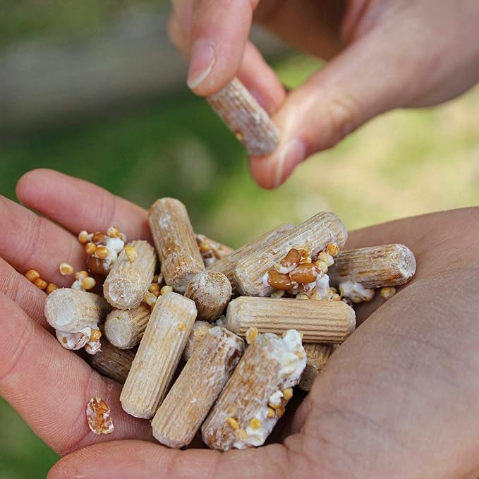 North Spore Organic Lion's Mane (100 ct) Mushroom Plugs for Logs | Premium Quality Mushroom Plug Spawn | Handmade in Maine, USA | Grow Gourmet Mushrooms Outdoors on Logs