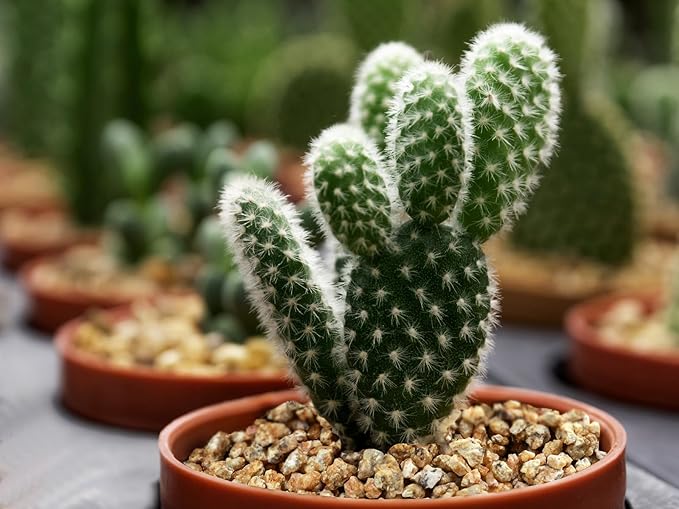 2lb Succulent and Cactus Maifanitum Stones, Décor & Additive Rocks,DIY Rocks Gravel for Bonsai, Fairy Gardening, Vases Fillers, Terrarium