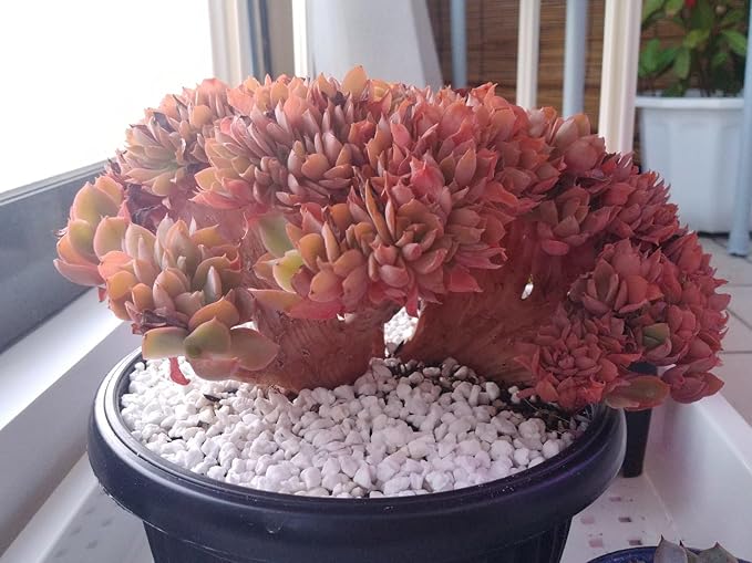 2.4lb Succulent and Cactus Bonsai DIY Rocks, White Gravel for Terrarium, Fairy Gardening, Top Dressing, Mini White Rocks