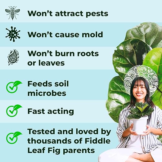 Fiddle Leaf Fig Plant Food - Fiddle Leaf Treats | Urea-Free Fertilizer | Fast Acting for Bigger Leaves and Stress Tolerance, 4X More Concentrated Than Liquid Plant Food | for All Ficus Plants
