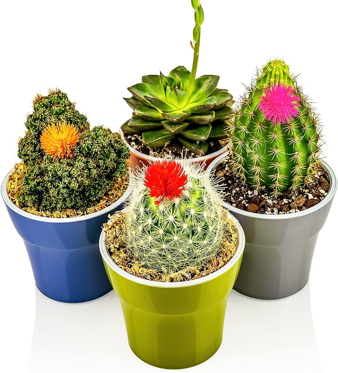 Premium African Violets and Gesneriad Premium Soil Mix by Gardenera - 10 Quart - Horticultural Perlite, Vermiculite, Sphagnum Peat Moss - Made in USA - (2 Bags of 5QT)