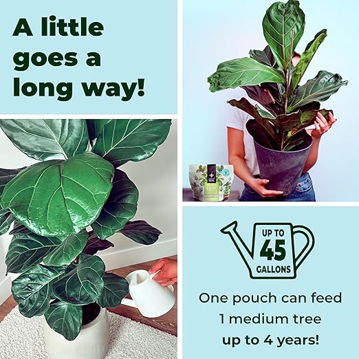 Fiddle Leaf Fig Plant Food - Fiddle Leaf Treats | Urea-Free Fertilizer | Fast Acting for Bigger Leaves and Stress Tolerance, 4X More Concentrated Than Liquid Plant Food | for All Ficus Plants