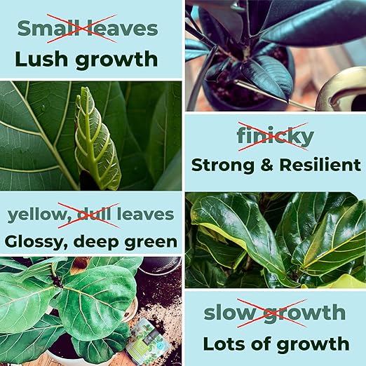 Fiddle Leaf Fig Plant Food - Fiddle Leaf Treats | Urea-Free Fertilizer | Fast Acting for Bigger Leaves and Stress Tolerance, 4X More Concentrated Than Liquid Plant Food | for All Ficus Plants