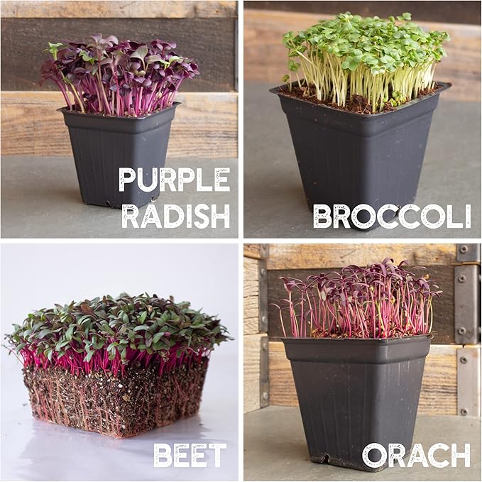 12 Variety Pack Microgreens Seeds Kit - Broccoli Seed for Sprouting Plus Purple Radish, Beet, Sunflower Microgreens, Peas, Shiso, Cilantro, Beet, Pak Choi, Korean Shiso, Cress & More